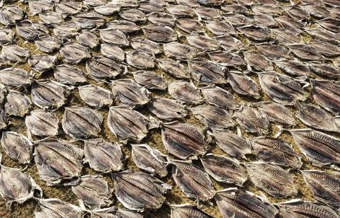 Close up of dry fish Stock Photos