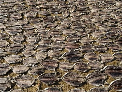Close up of dry fish Фото