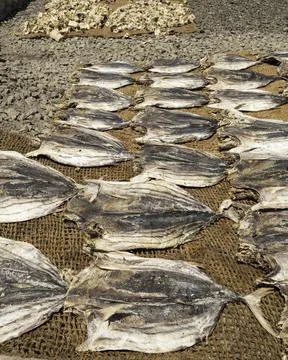 Close up of dry fish Stock Photos