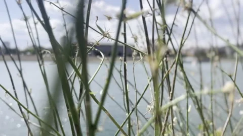 Close Up of Dry Flower Stems Swaying in Wind with Blurred Waterfront Backgro Vídeos de archivo 342855875