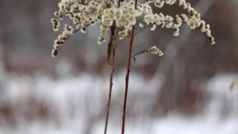 Close Up Of Dry Fluffy Plant Seeds Swaying Gently In Wind Against Blurred Snowy  動画素材 328099738