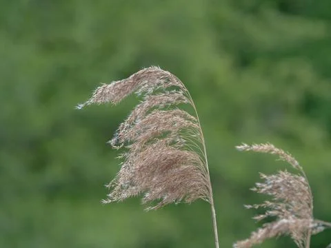 Close-up of a Dry Fluffy Reed Grass Plume Against a Green Background Stock Photos