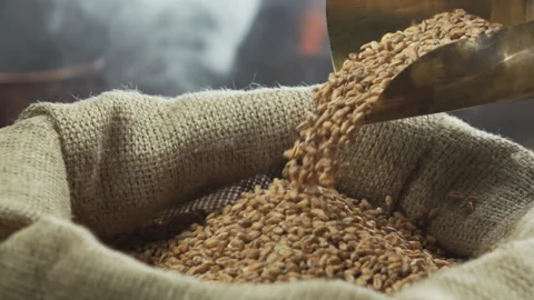 Close-up, dry golden barley malt pouring into a bag. Craft beer production Stock Footage 310179315