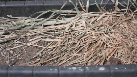 Close-Up of Dry Grass and Plant Debris Inside Outdoor Planter Stockbeeldmateriaal 336984046