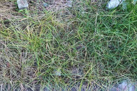 Close-up of dry grass and small green plants on soil Stock Photos