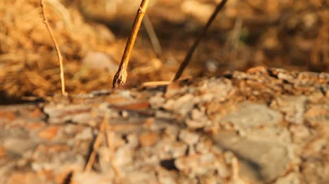 Close up of dry grass and tree trunk Stock Footage 36822118