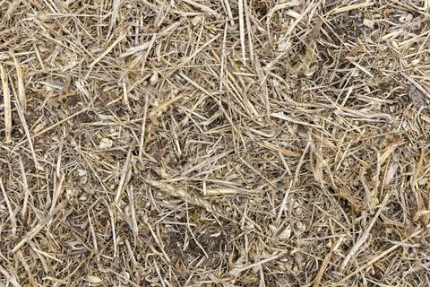 A close up of dry grass and twigs Stock Photos