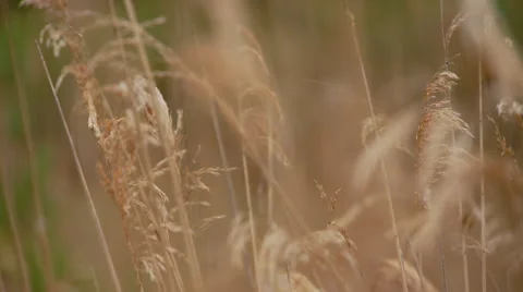 Close-up of dry grass in field Stock Footage 57815550