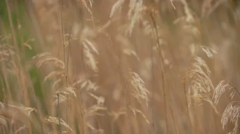 Close-up of dry grass in field Stock Footage 57815556