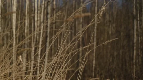 A close up of a dry grass field Stock Footage 131961326