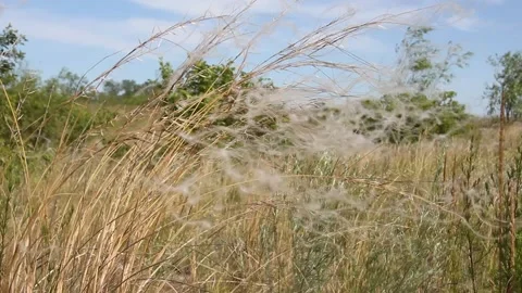 A close up of a dry grass field Stock Footage 133268285