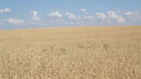 A close up of a dry grass field Video stock 156723250