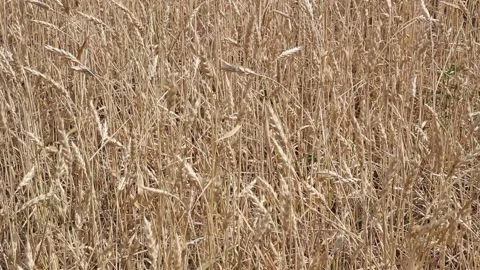 A close up of a dry grass field Stock Footage 156723268