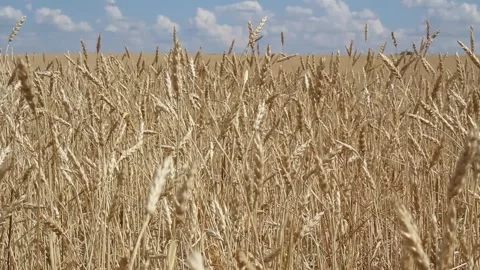 A close up of a dry grass field Video stock 156723275