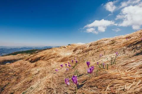 A close up of a dry grass field Stock Photos