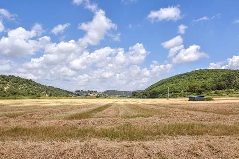 A close up of a dry grass field Stock Photos