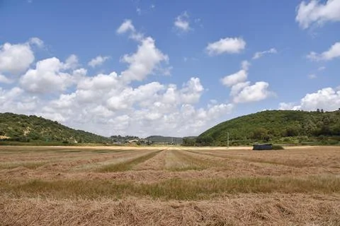 A close up of a dry grass field Stock Photos