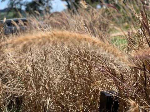 Close-up of dry grass in the field Stock Photos