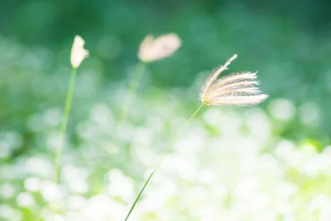 Close up Dry grass flower in wet green grass. Fresh outdoor nature background Stock Photos
