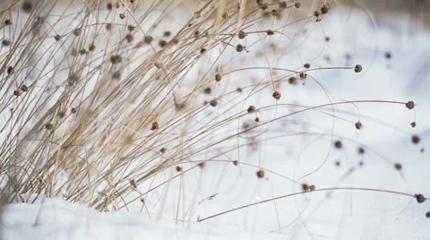 Close-Up Of Dry Grass Stock Footage 34817751