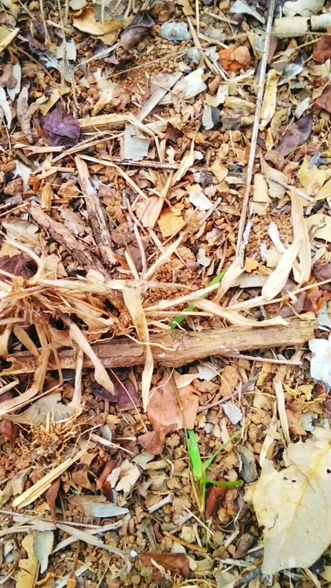 Close up of dry grass Vídeo Stock 288920612