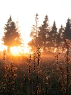 Close-up of dry grass in a forest, adorned with spider webs at morning sunris Stock Photos
