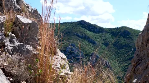 Close-up of dry grass growing on rocky soil with blurred mountain background Stock Footage 321476910