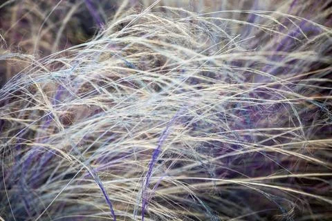 Close up of dry grass in the meadow. Selective focus. Stock Photos