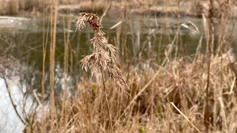 Close-up of dry grass or reeds over water Stock Footage 300089630