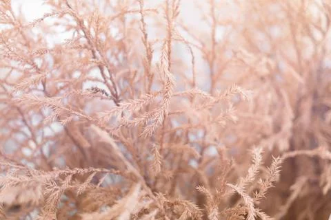 Close up of dry grass Stock Photos