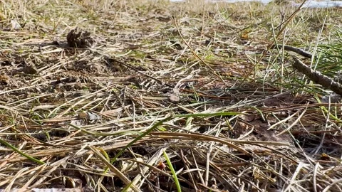 Close-up of dry grass, pine needles and forest floor, soil texture  Stock Footage 330405568