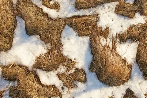 Close up of dry grass in the snow Stock Photos