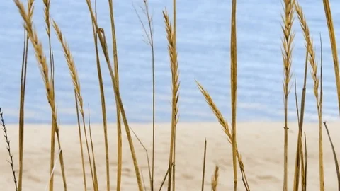 A close-up of dry grass spice that are swaying in the wind with a beautiful Stock-Footage 81400648
