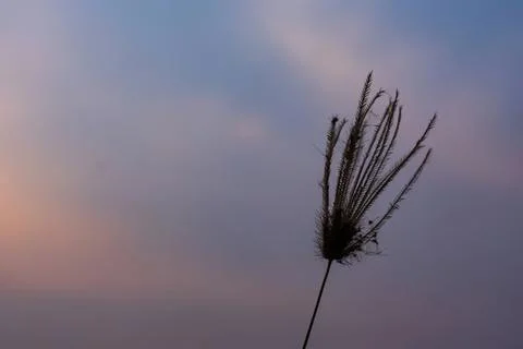 Close-up of a dry grass stem against a cloudy sky Stock Photos