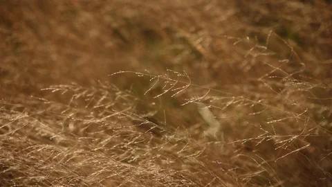 Close-up of dry grass, strong wind in meadow bends stems of grass, autumn nature Stock Footage 128804452