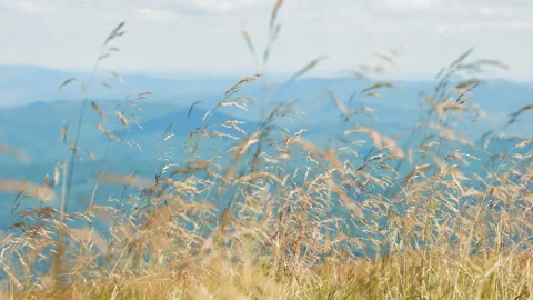 Close-up of dry grass swaying in the wind creates a calm atmosphere with a Stock Footage 255658321