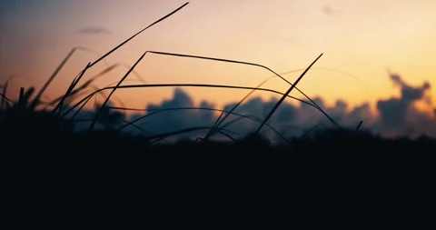 A Close up of Dry Grass Swaying in the Wind With a View of a Tropical Sunset... Stock Footage 286815338