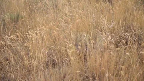 Close-up. Dry grass sways in the wind. Autumn sketch Stock Footage 291099940