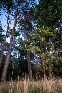 Close up of dry grass with view of tall trees in forest at dusk Foto stock