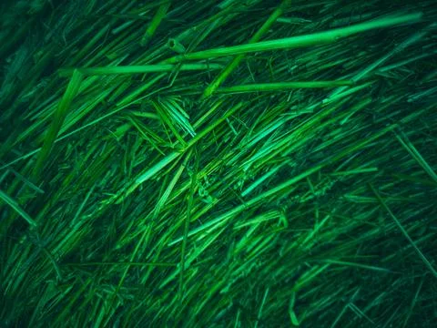 Close-up of dry green straw texture in diagonal lines Stock Photos