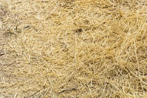 Close-up of Dry hay texture background Stock Photos