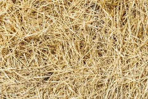 Close-up of Dry hay texture background Stock Photos
