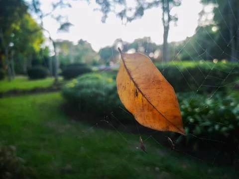 Close up of dry leaf on cobweb Stock Photos