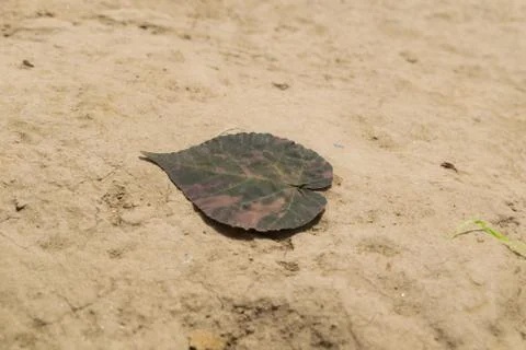 Close up of dry leaf on earth. Stock Photos