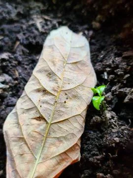 Close up of a dry leaf next to a growing plant. Foto stock