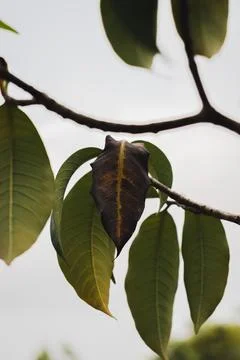 Close up of dry leaf on tree Stock Photos