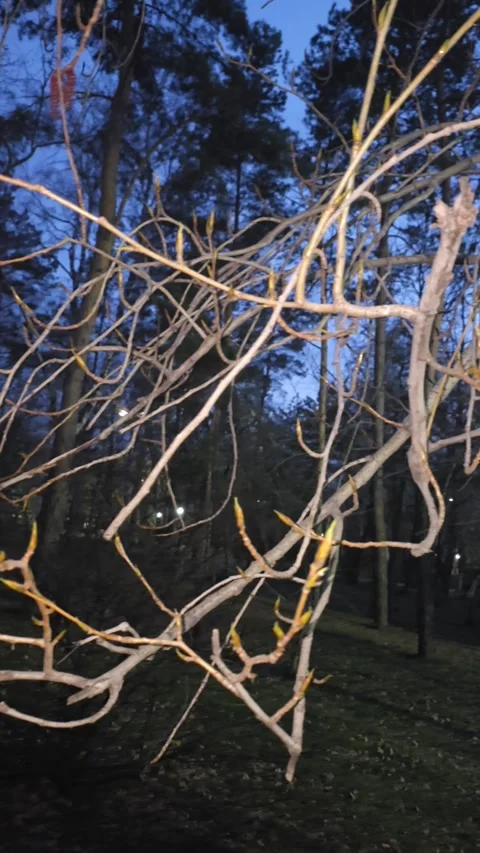 Close-up of a dry leafless branch in a city park. Stock Footage 333227619