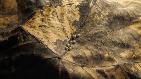 Close up of dry leafs Stock Footage 93313771