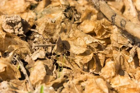 Close up of dry leafs texture Stock Photos