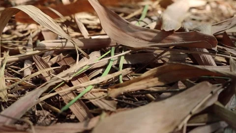 Close up dry leaves of bamboo falling to the ground Stock Footage 264313071